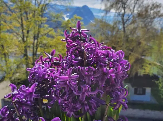 Appartement Haus Erika 1911 - Wetterstein *